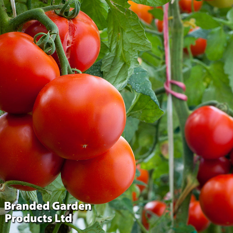 Tomato 'Crimson Crush' F1