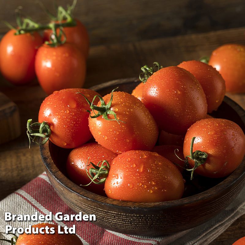 Tomato 'Nagina' F1