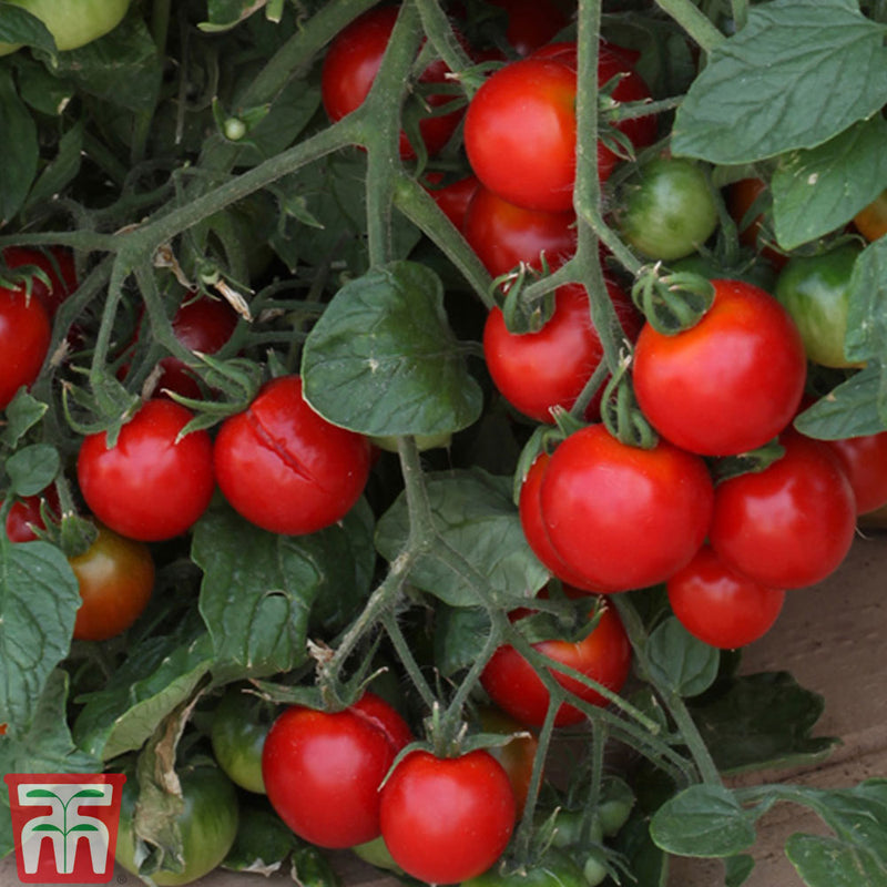 Tomato 'Tumbling Tom Red'