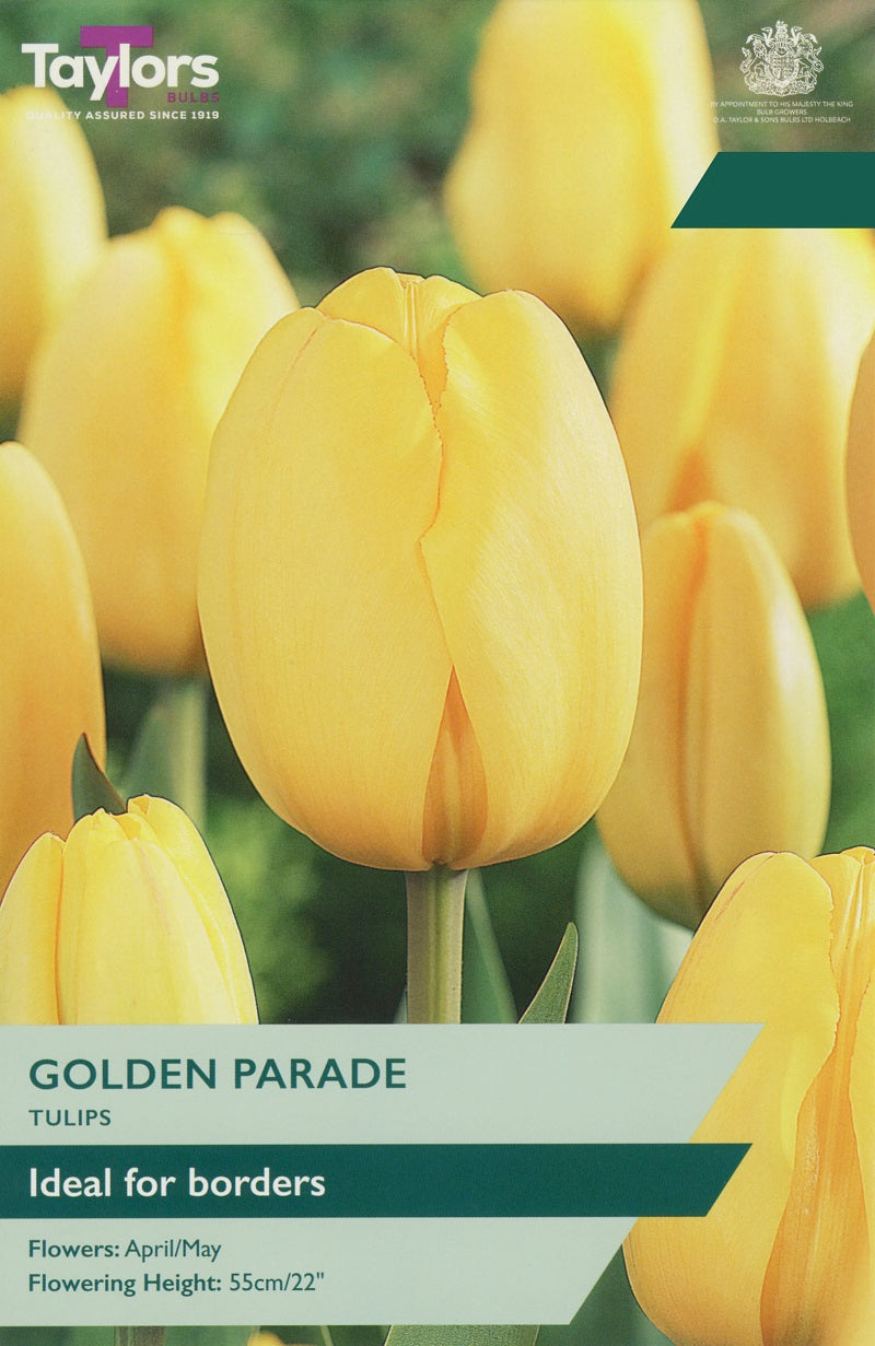 Tulip Golden Parade (7 Bulbs Per Pack)