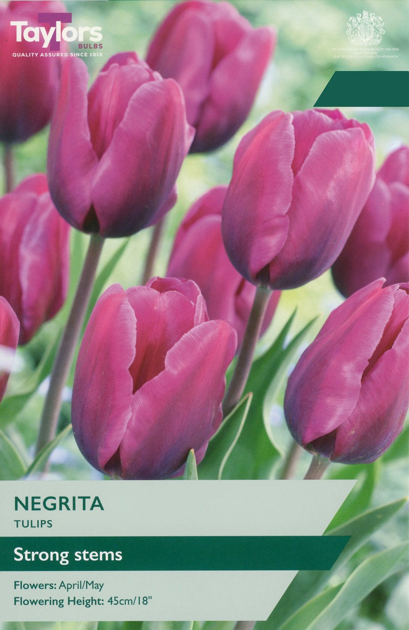 Tulip Negrita (7 Bulbs Per Pack)