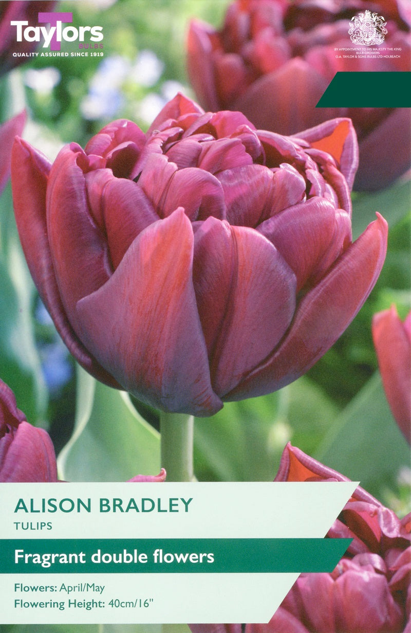 Tulip Alison Bradley (12 Bulbs Per Pack)