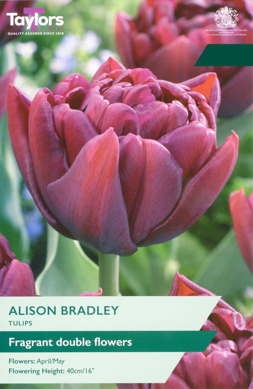 Tulip 'Alison Bradley'