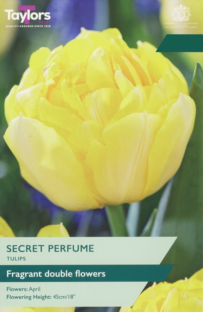 Tulip Secret Perfume (6 Bulbs Per Pack)
