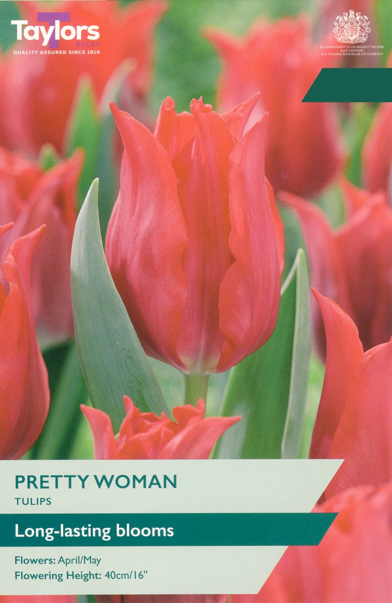 Tulip Pretty Woman (6 Bulbs Per Pack)
