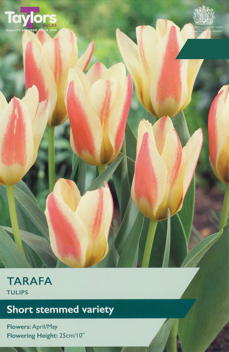 Tulip Tarafa (7 Bulbs Per Pack)