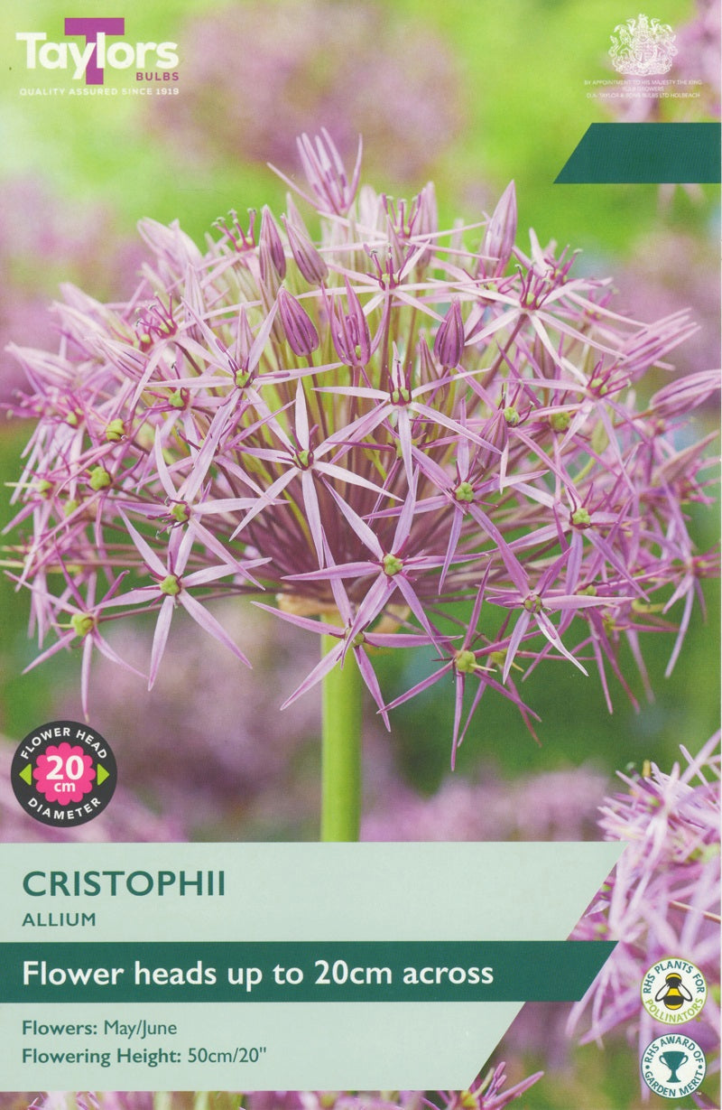 Allium Christophii (7 Bulbs Per Pack)