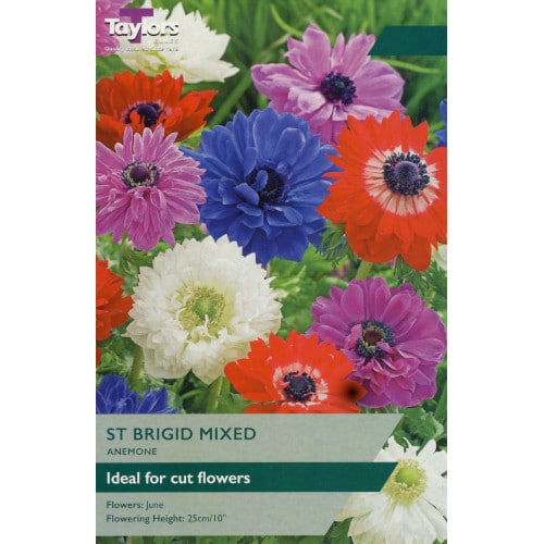 Anemone 'St. Bridget' Mixed (15 Pack)