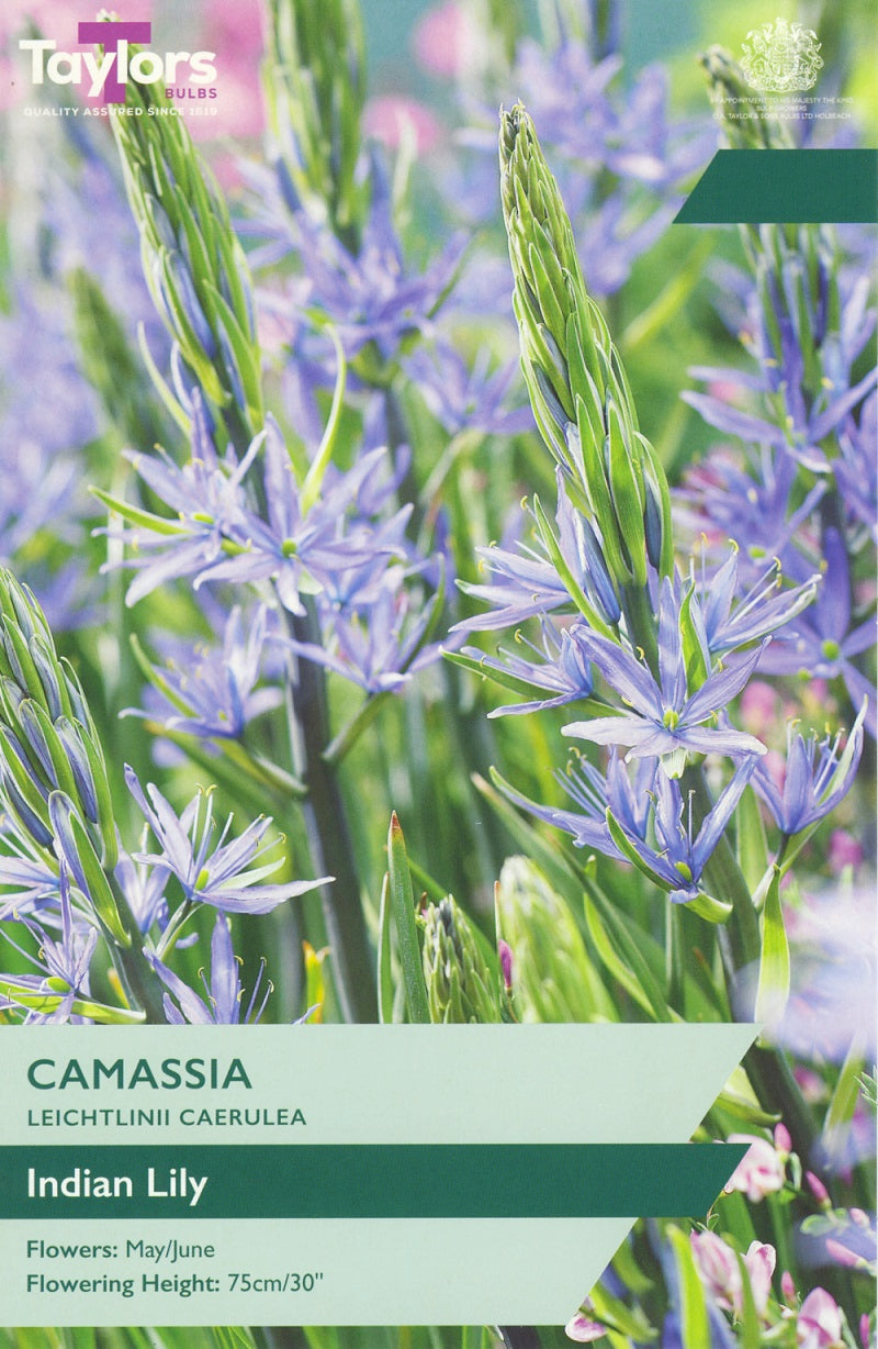 Camassia Leichtlinii Caerulea (3 Bulbs Per Pack)