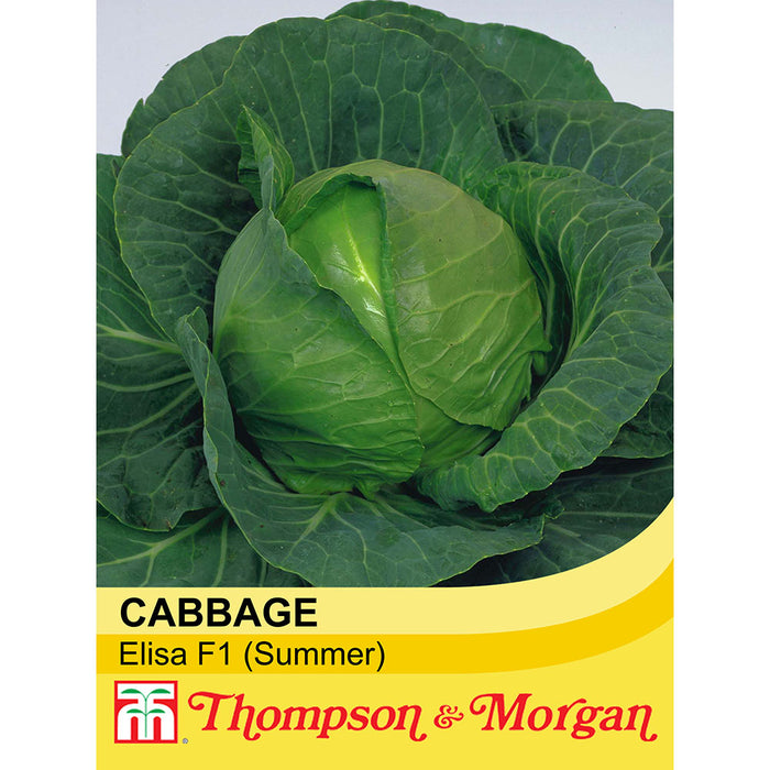 Cabbage 'Elisa' F1 Hybrid (Summer)