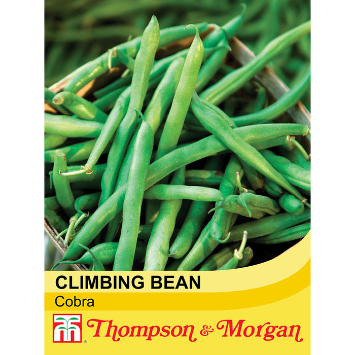 Climbing Bean 'Cobra'