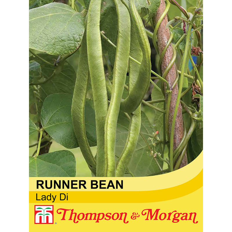 Runner Bean 'Lady Di'