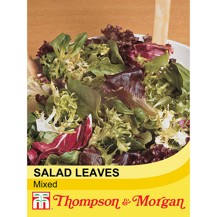 Lettuce Salad Leaves Mix