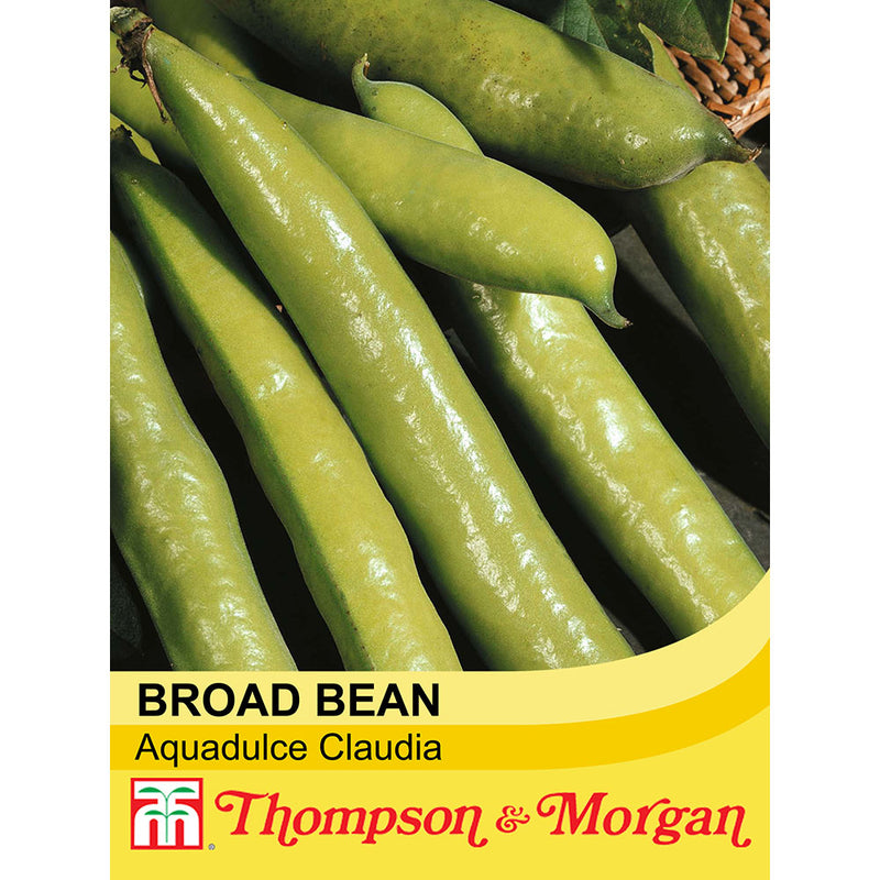 Broad Bean 'Aquadulce Claudia'