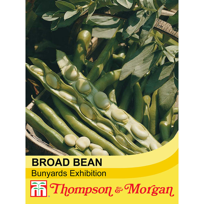 Broad Bean 'Bunyard's Exhibition'