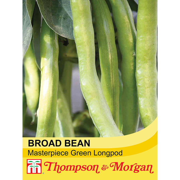 Broad Bean 'Masterpiece Green Longpod'
