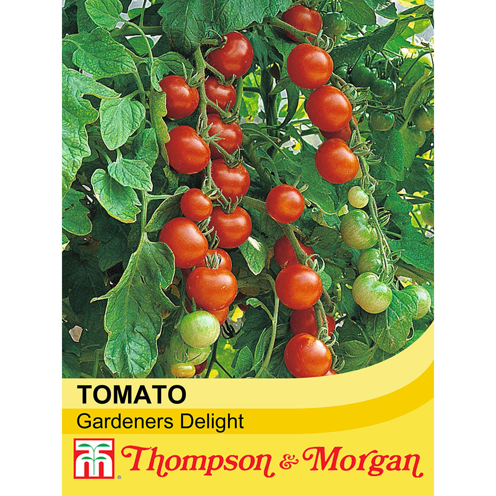 Tomato 'Gardener's Delight' — Newlands Garden Centre