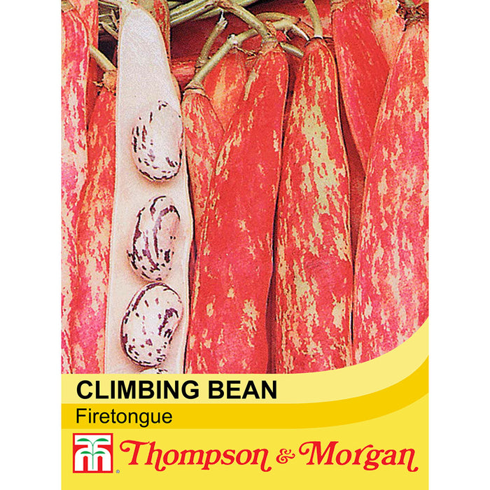 Climbing Bean 'Firetongue'