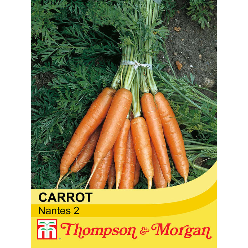 Carrot 'Nantes 2'