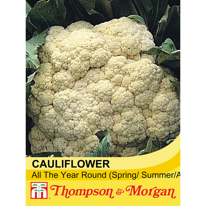 Cauliflower 'All The Year Round'