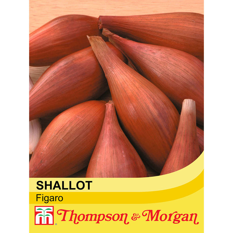 Shallot 'Figaro'