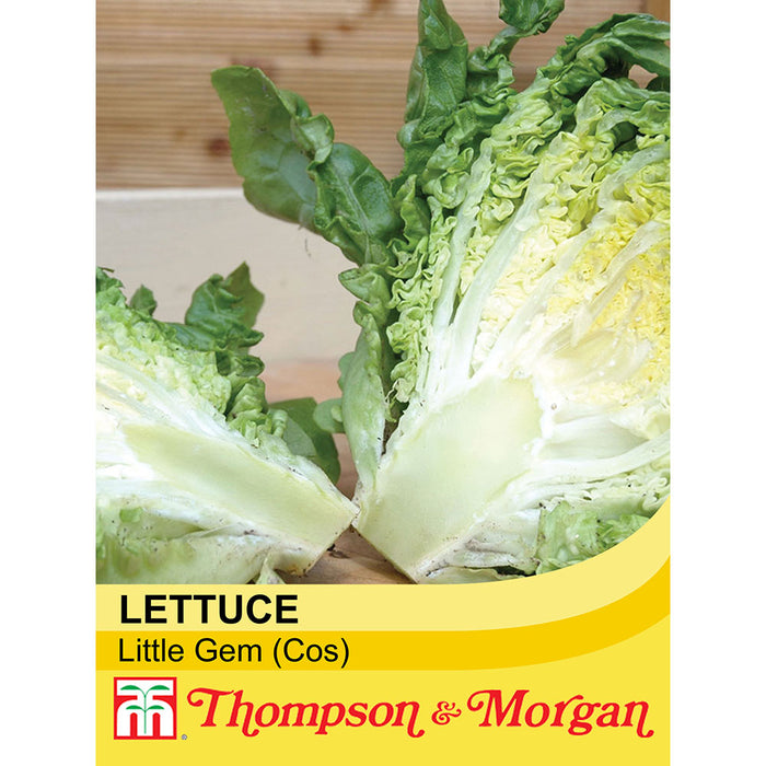 Lettuce 'Little Gem'