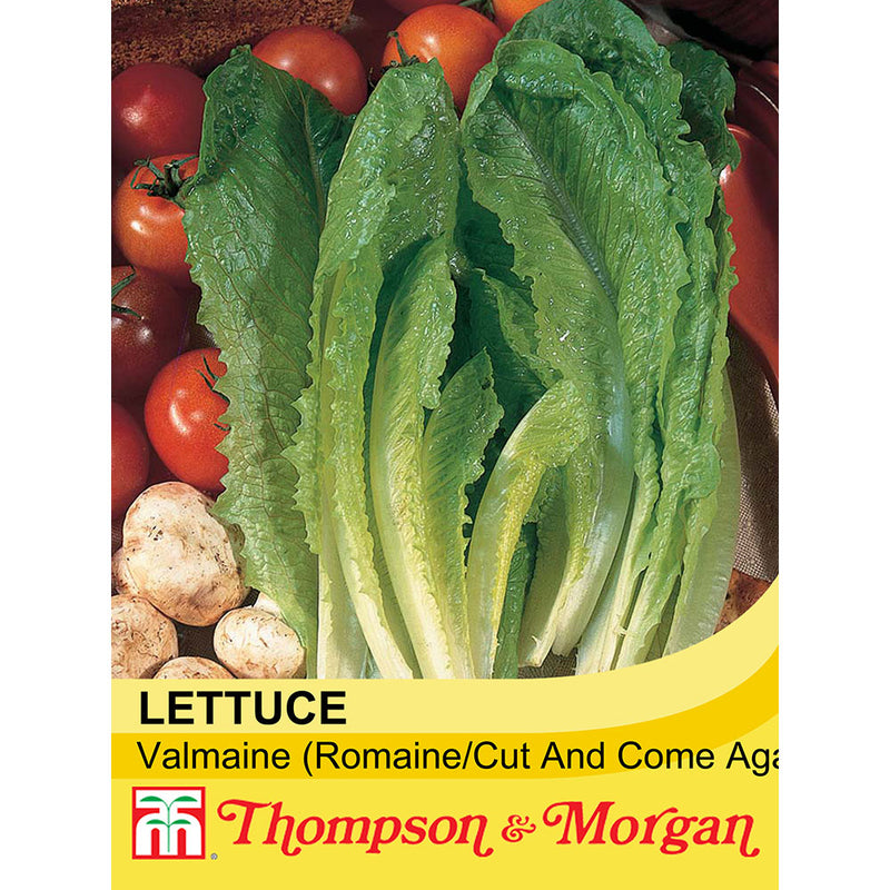 Lettuce 'Valmaine' (Romaine/Cut And Come Again)