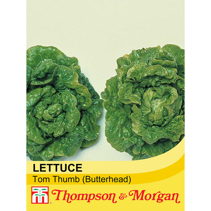 Lettuce 'Tom Thumb' (Butterhead)