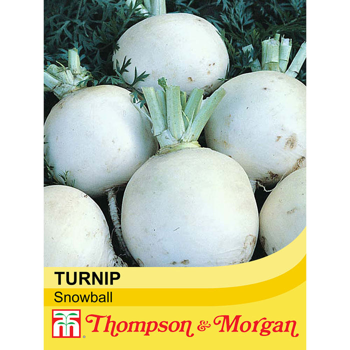 Turnip 'Snowball'