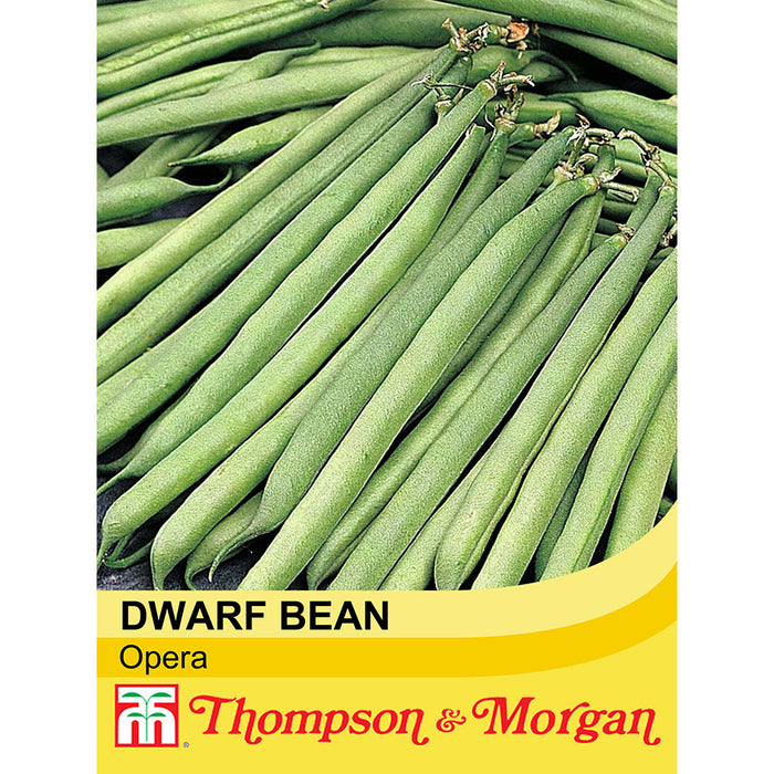 Dwarf Bean 'Opera'