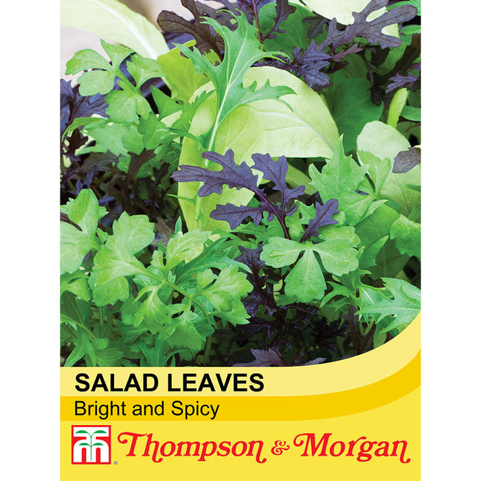 Salad Leaves 'Bright and Spicy'