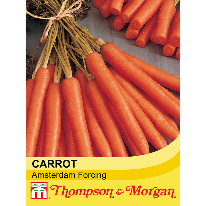 Carrot 'Amsterdam Forcing'