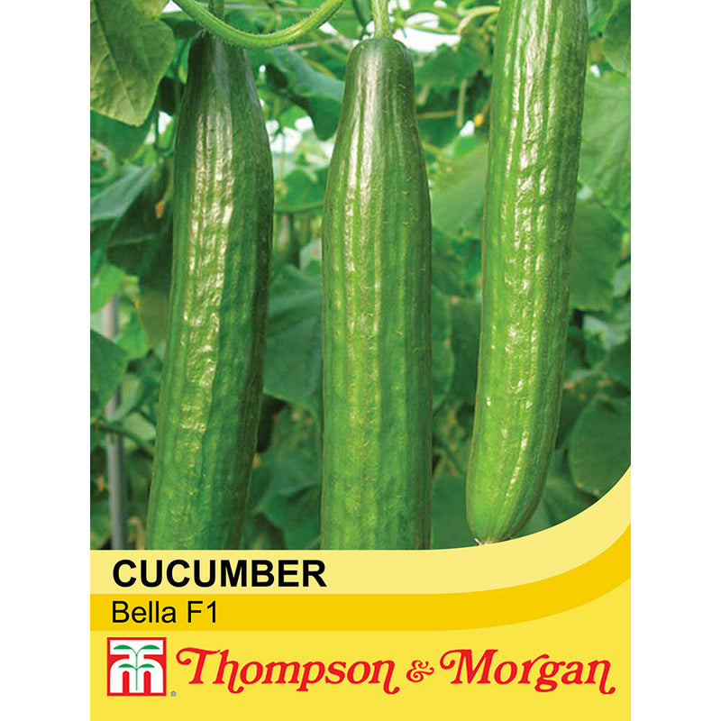 Cucumber 'Bella' F1 Hybrid