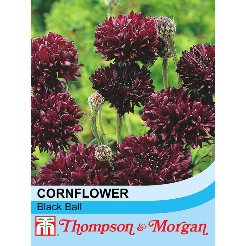 Cornflower 'Black Ball'
