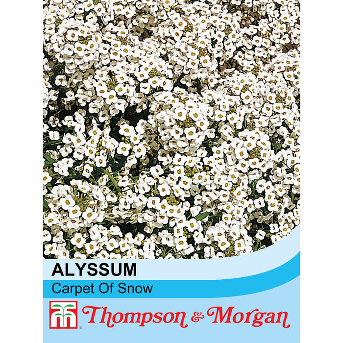 Alyssum 'Carpet Of Snow'
