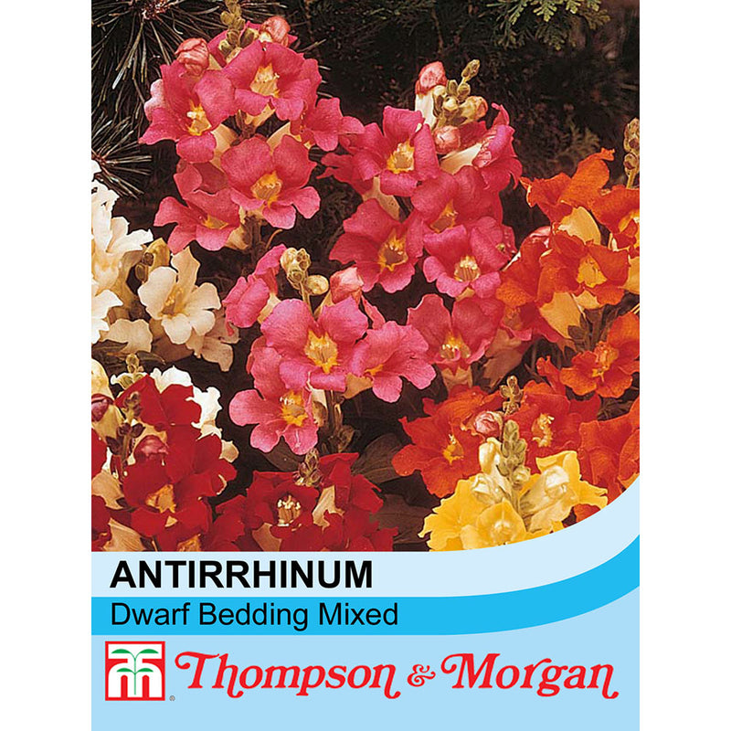 Antirrhinum nanum 'Dwarf Bedding Mixed'