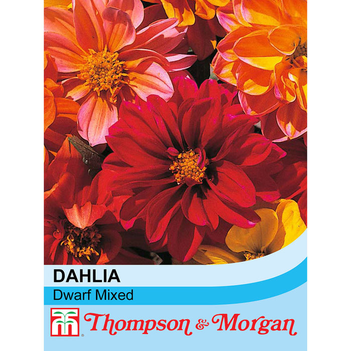 Dahlia variabilis 'Dwarf Mixed'