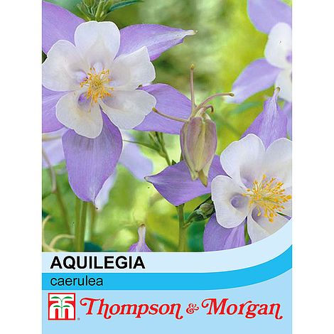Aquilegia Caerulea