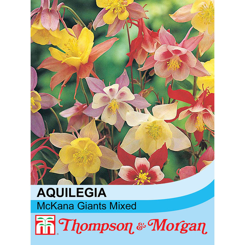 Aquilegia x hybrida 'McKana Giants Mixed'