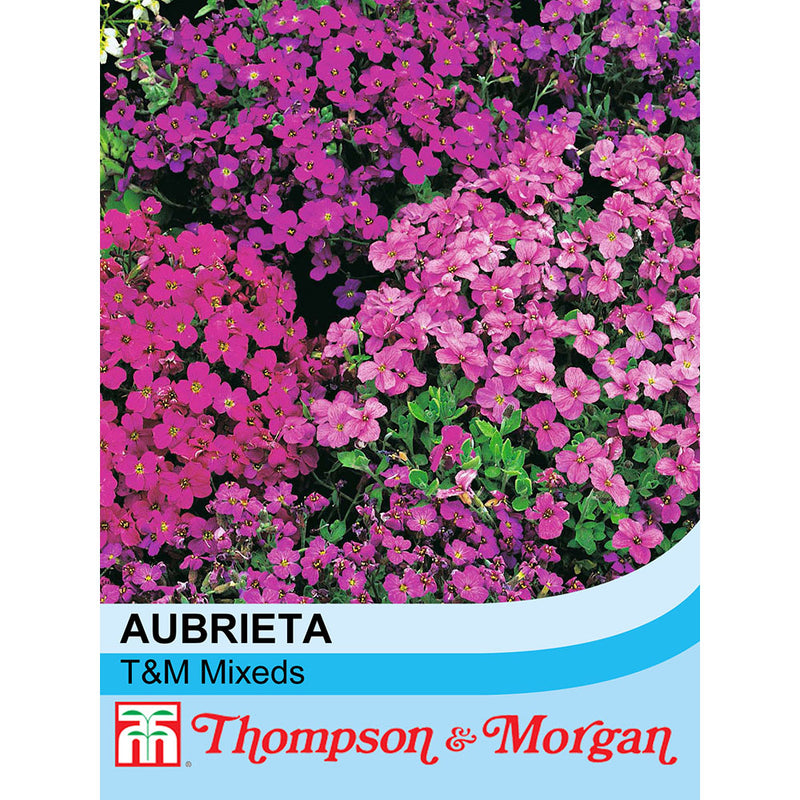 Aubrieta 'T&M Mixed Hybrids'