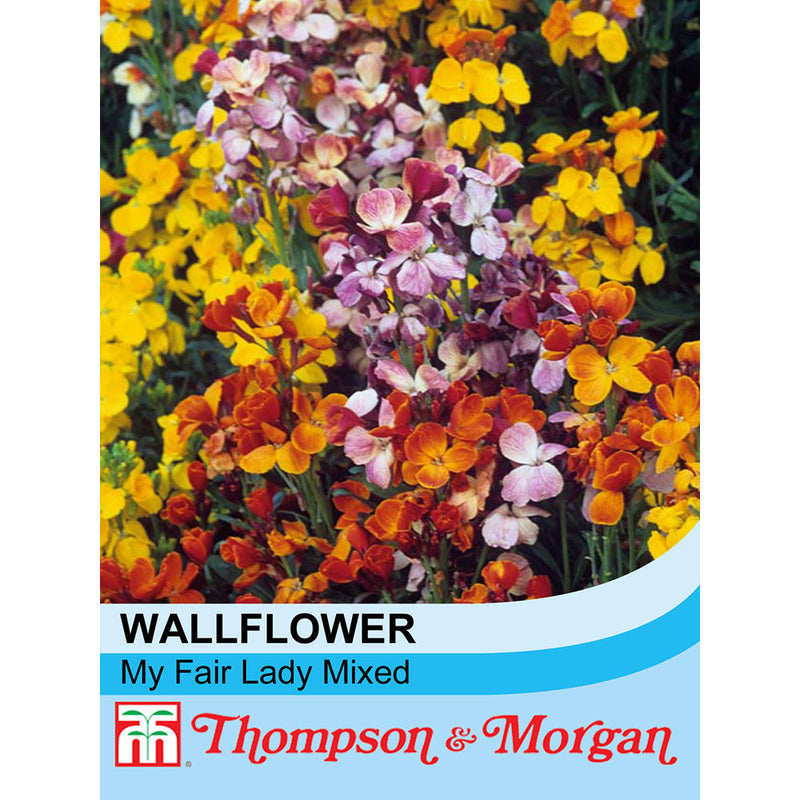 Wallflower 'My Fair Lady Mixed'