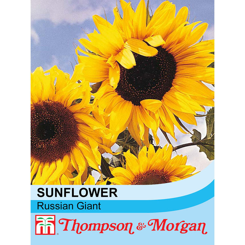 Sunflower 'Russian Giant'