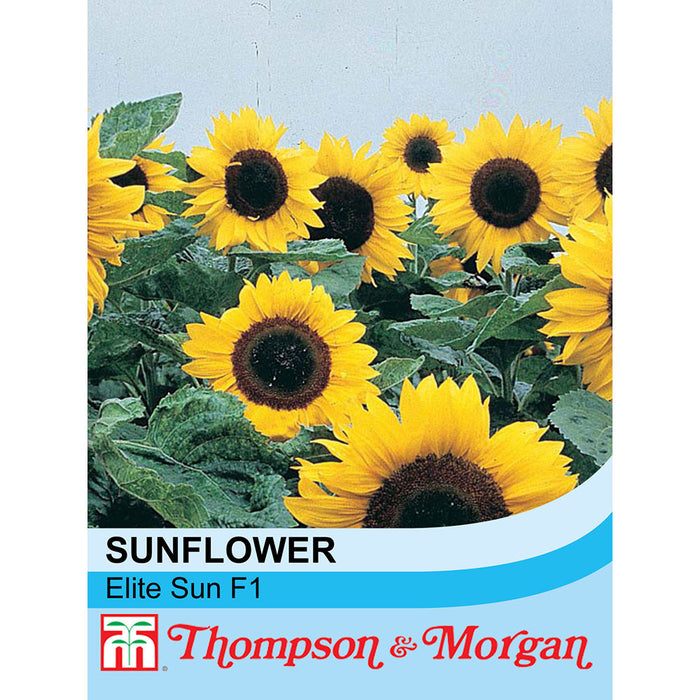Sunflower 'Elite Sun' F1 Hybrid