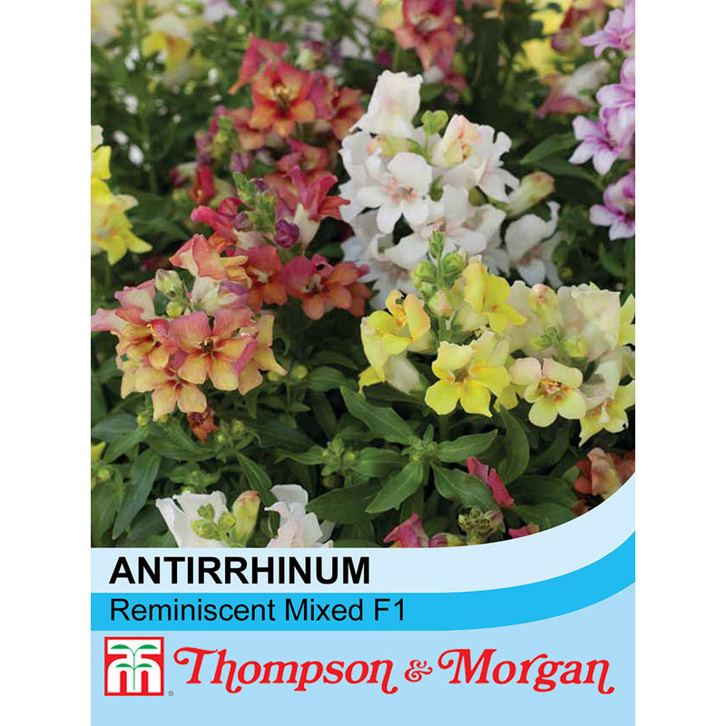 Antirrhinum majus 'Reminiscent Mixed' F1 Hybrid