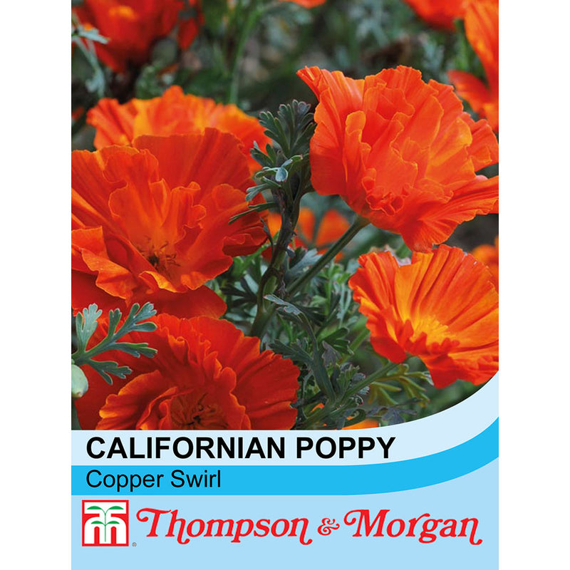 Californian Poppy 'Copper Swirl'