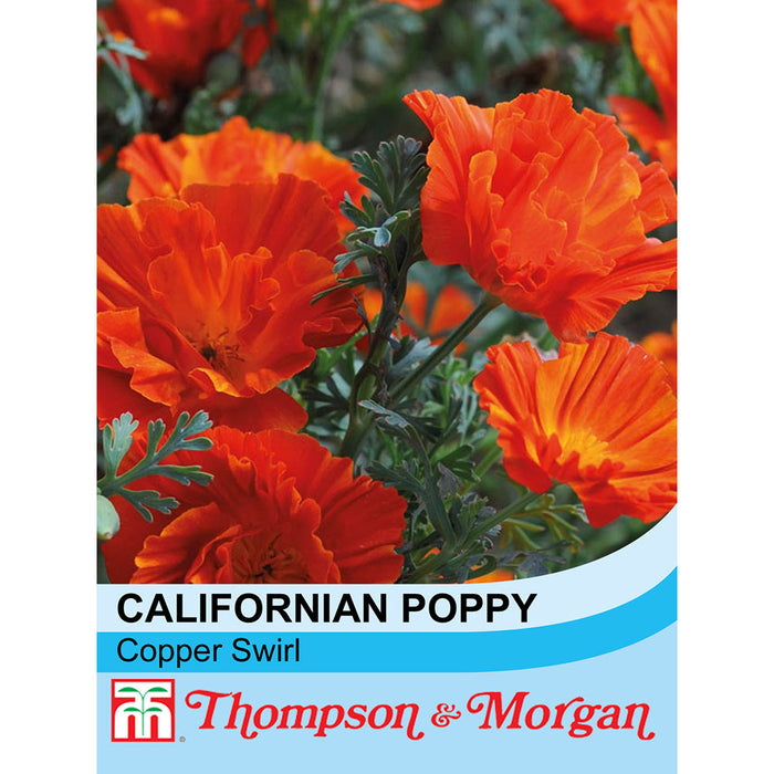 Californian Poppy 'Copper Swirl'