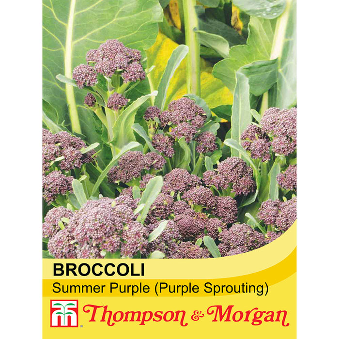 Broccoli 'Summer Purple' (Purple Sprouting)