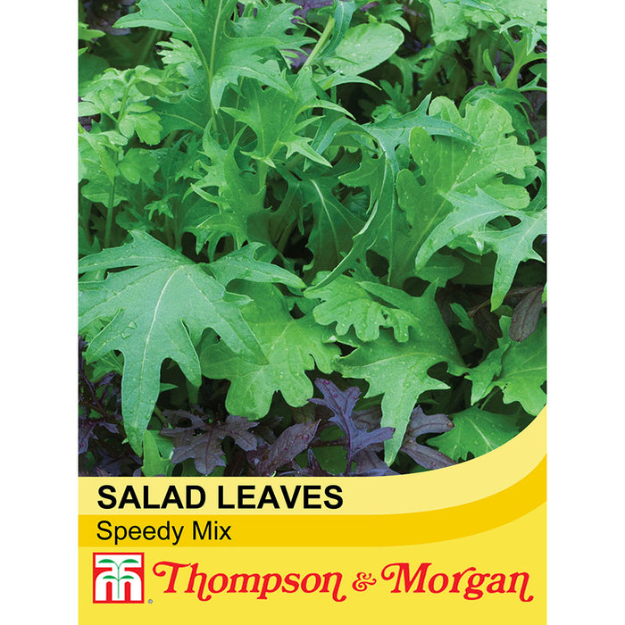 Salad Leaves 'Speedy Mix'