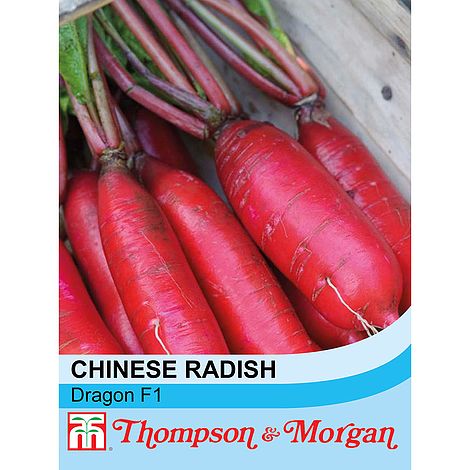 Radish Chinese Dragon  Hybrid