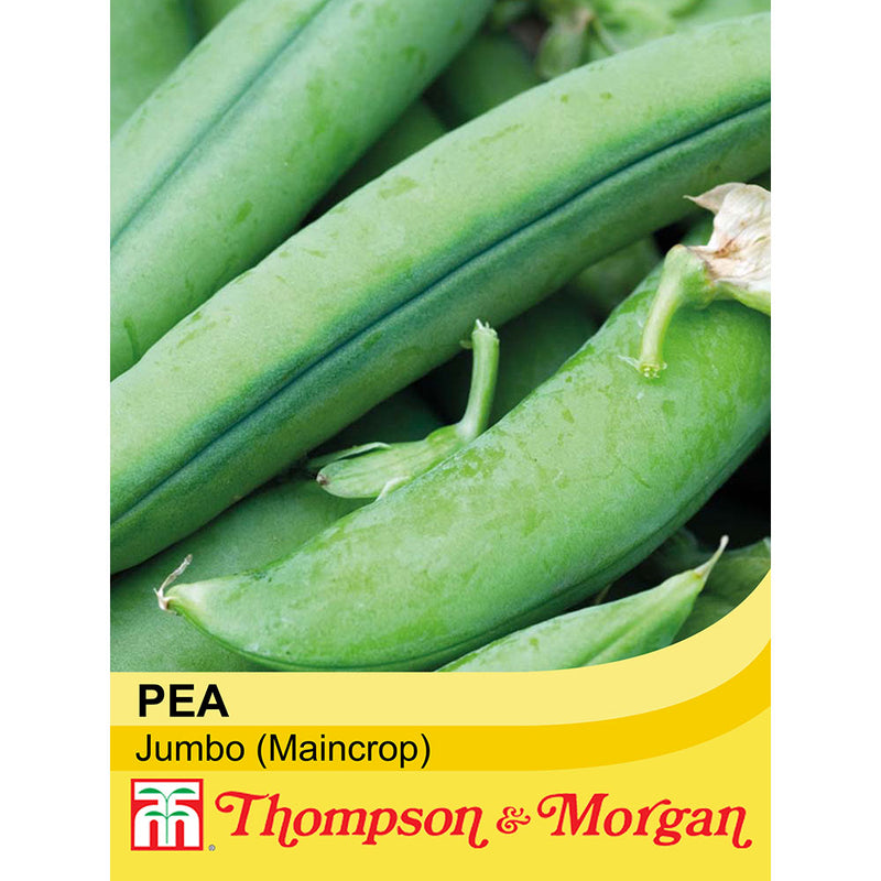 Pea 'Jumbo'